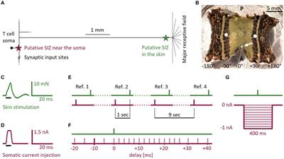 Synaptic input and temperature influence sensory coding in a mechanoreceptor